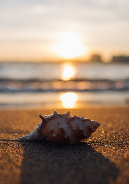 Muschel am Strand