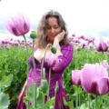 Iris in einem Meer von pinken Mohnblumen